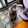 cat, gray_cat, tortoiseshell_cat, indoor, rug, paw_prints, cat_tree, curious, pets, floor, wood_floor, window, screen_door, looking_up, feline, domestic_animal, animal, pet_accessories, cozy, home
