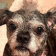 Snickers is registered to the contest to win money with this photo: dog, close_up, pet, bow_tie, scruffy, fur, ears, black_nose, whiskers, face, portrait, indoor, floor, pink_background, cute, animal, canine, expression, furry, companion