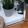 animal, cat, cozy, curious, domestic_cat, feline, floor, gray_white_cat, greenery, houseplant, indoor, kitten, metallic_surface, pet, plant_pot, potted_plant, reflection, small_cat, window_sill, wooden_floor