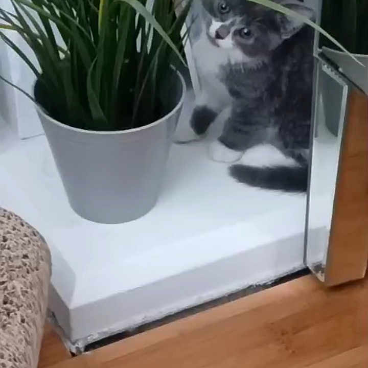 Layla joined the competition — help win amazing prizes! animal, cat, cozy, curious, domestic_cat, feline, floor, gray_white_cat, greenery, houseplant, indoor, kitten, metallic_surface, pet, plant_pot, potted_plant, reflection, small_cat, window_sill, wooden_floor