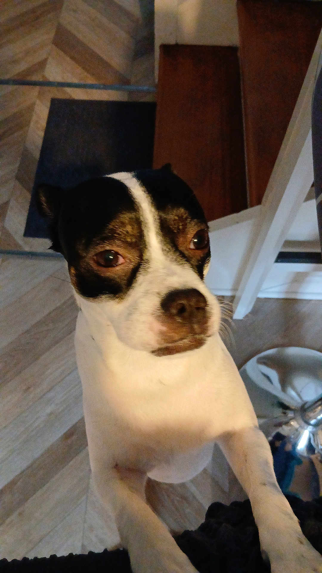 Mako participe au concours pour gagner de l'argent avec cette photo : dog, pet, small_dog, closeup, portrait, black_and_white, face, nose, eyes, paws, indoor, parquet_floor, wood_floor, flooring, furniture, stool, curious, leaning, whiskers, domestic_animal