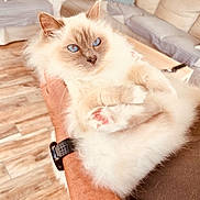 Vladimir participe au concours pour gagner de l'argent avec cette photo : arm, blue_eyes, cat, close_up, cozy, cushion, cute, domestic_animal, fluffy, furry, hand, indoor, person, pet, pink_paw_pads, relaxed, resting, sofa, watch, wooden_floor