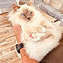 arm, blue_eyes, cat, close_up, cozy, cushion, cute, domestic_animal, fluffy, furry, hand, indoor, person, pet, pink_paw_pads, relaxed, resting, sofa, watch, wooden_floor
