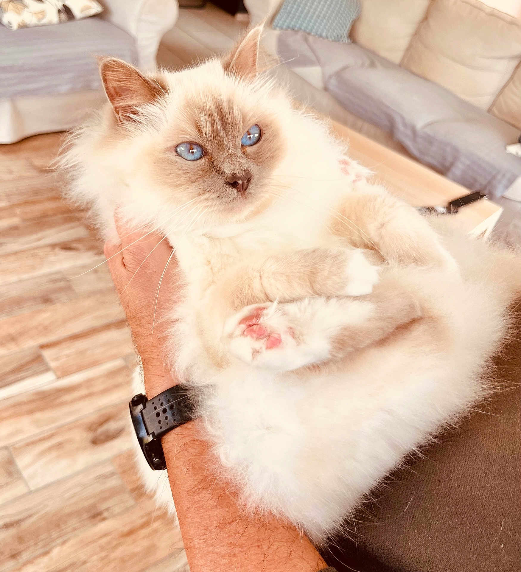 Vladimir participe au concours pour gagner de l'argent avec cette photo : arm, blue_eyes, cat, close_up, cozy, cushion, cute, domestic_animal, fluffy, furry, hand, indoor, person, pet, pink_paw_pads, relaxed, resting, sofa, watch, wooden_floor