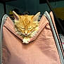 Canelo is registered to the contest to win money with this photo: kitten, cat, orange_cat, sleeping, pet, cozy, fabric_carrier, indoor, cute, fur, paw, relaxed, domestic_animal, animal, resting, pink, soft, zipper, bed, quiet