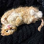 Canelo joined the competition — help win amazing prizes! kitten, cat, orange_cat, white_fur, fluffy, pet, animal, cute, lying_down, black_blanket, cozy, fur, small, paws, resting, indoors, sleepy, curious, young_cat, soft