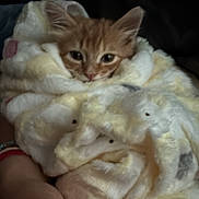 Canelo is registered to the contest to win money with this photo: kitten, cat, orange_tabby, blanket, hand, soft, fluffy, cute, pet, animal, wrapped, cozy, resting, indoor, feline, young, small, warm, comfort, snug