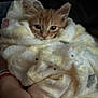 animal, blanket, cat, comfort, cozy, cute, feline, fluffy, hand, indoor, kitten, orange_tabby, pet, resting, small, snug, soft, warm, wrapped, young