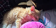 Canelo joined the competition — help win amazing prizes! kitten, sleeping, plush_toy, pink, bed, cozy, fur, ginger, pet, animal, rest, cute, indoor, soft, comfort, whiskers, closed_eyes, relaxation, feline, nap