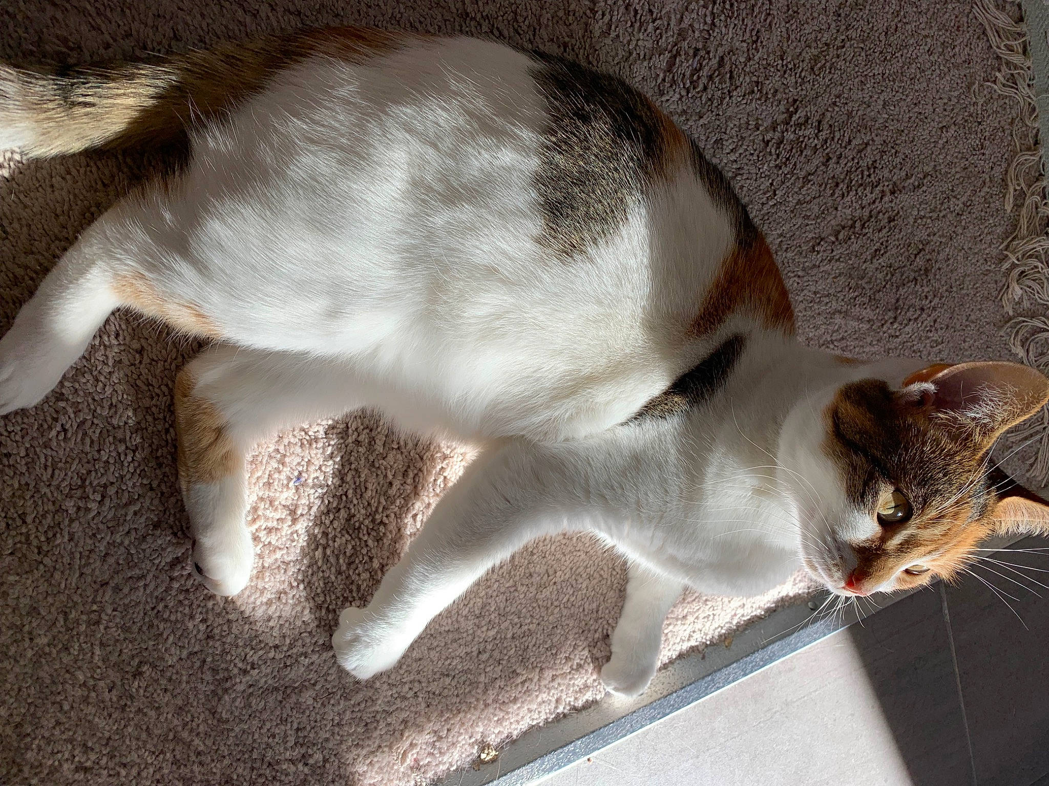 Cleopatra is registered to the contest to win money with this photo: carnivore, cat, cat_supply, claw, domestic_short_haired_cat, fawn, felidae, fur, paw, small_to_medium_sized_cats, snout, tail, terrestrial_animal, whiskers, window