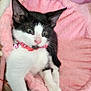 Oreo is registered to the contest to win money with this photo: animal, bell, black_and_white, cat, collar, comfort, cute, domestic_cat, fluffy, fur, indoor, kitten, paw, pet, pink_bed, pink_collar, relaxed, resting, whiskers, young_cat