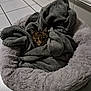 Symba participe au concours pour gagner de l'argent avec cette photo : kitten, cat, pet_bed, blanket, grey, fur, tile_floor, indoor, animal, cute, tabby, resting, wrapped, cozy, small, eyes, ears, face, soft, comfort
