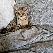 Symba a rejoint le concours — aidez-le/la à gagner de superbes lots ! kitten, cat, tabby, feline, pet, cute, animal, fur, whiskers, ears, eyes, blanket, pillow, soft, texture, indoor, resting, comfort, cozy, young