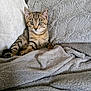 kitten, cat, tabby, feline, pet, cute, animal, fur, whiskers, ears, eyes, blanket, pillow, soft, texture, indoor, resting, comfort, cozy, young