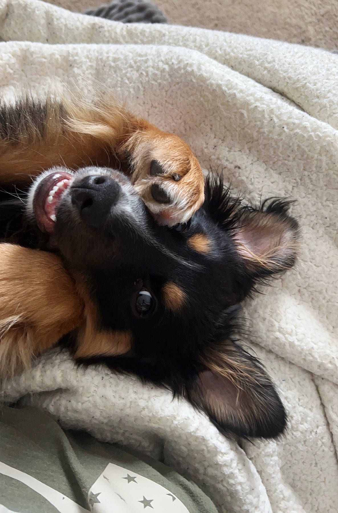 Arlo joined the competition — help win amazing prizes! canidae, carnivore, claw, comfort, companion_dog, dog, dog_breed, fawn, felidae, foot, fur, human_leg, liver, paw, small_to_medium_sized_cats, snout, sporting_group, tail, terrestrial_animal, whiskers