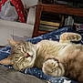 animal, bedroom, blanket, cat, couch, cozy, cute, domestic_cat, feline, fur, indoor, mammal, paw, pet, relaxed, resting, sleepy, star_pattern, tabby, whiskers