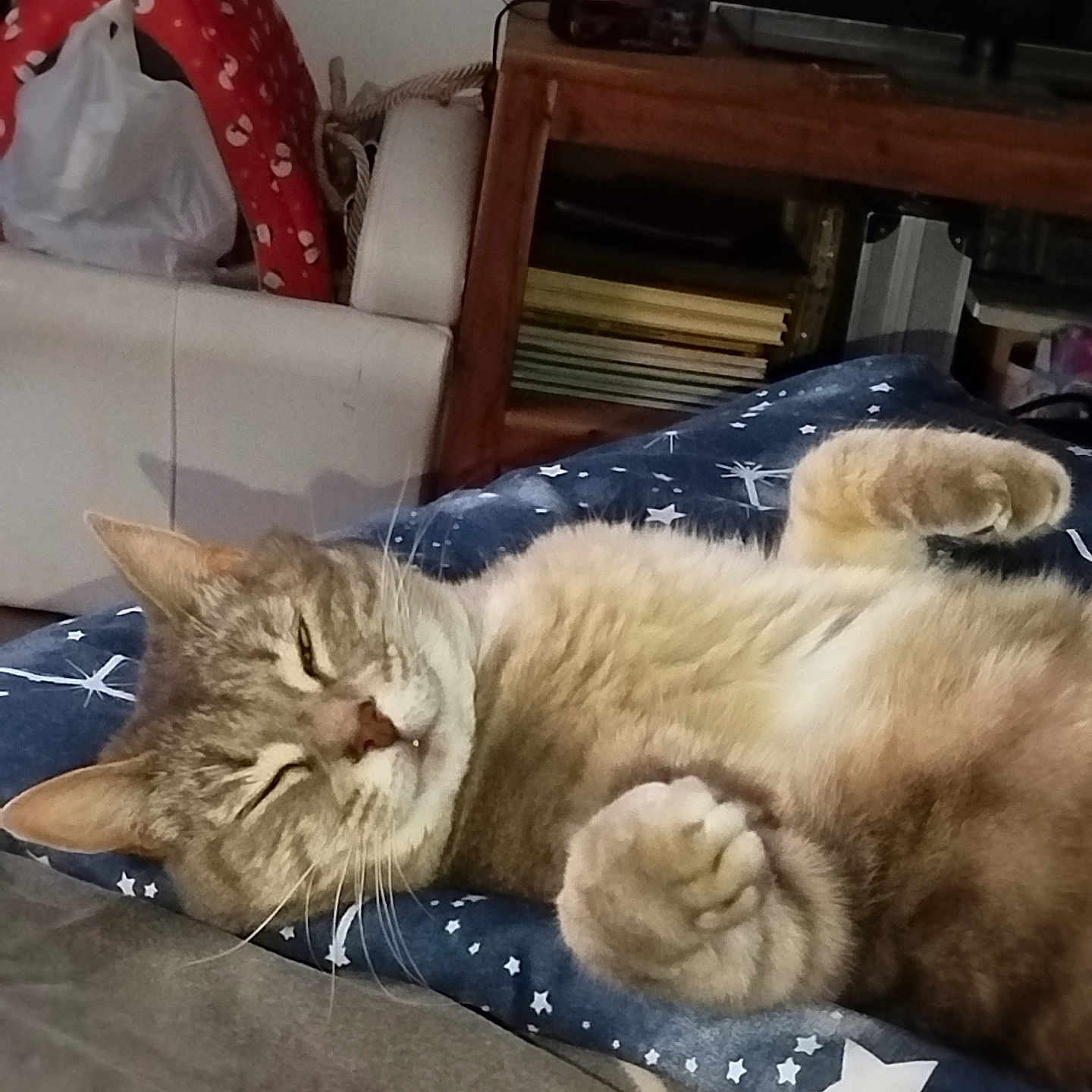 Princesse Killy participe au concours pour gagner de l'argent avec cette photo : animal, bedroom, blanket, cat, couch, cozy, cute, domestic_cat, feline, fur, indoor, mammal, paw, pet, relaxed, resting, sleepy, star_pattern, tabby, whiskers