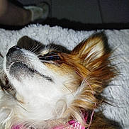 Tidzy a rejoint le concours — aidez-le/la à gagner de superbes lots ! dog, small_dog, bandana, pink_bandana, fluffy_surface, close_up, pet, fur, ear, animal, lying_down, white_fur, brown_fur, whiskers, snout, eye, nose, domestic_animal, indoor, foot