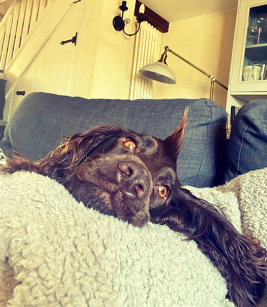 Hector joined the competition — help win amazing prizes! black_cat, canidae, carnivore, comfort, companion_dog, dog_breed, fawn, felidae, fur, liver, picture_frame, room, small_to_medium_sized_cats, snout, sporting_group, tail, tints_and_shades, whiskers, wood, working_animal