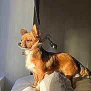 Foxy a rejoint le concours — aidez-le/la à gagner de superbes lots ! dog, small_dog, bed, pillow, sunlight, window, indoor, fur, ears, canine, pet, animal, domestic_animal, lamp, shadow, cozy, thoughtful, golden_fur, standing, minimalistic