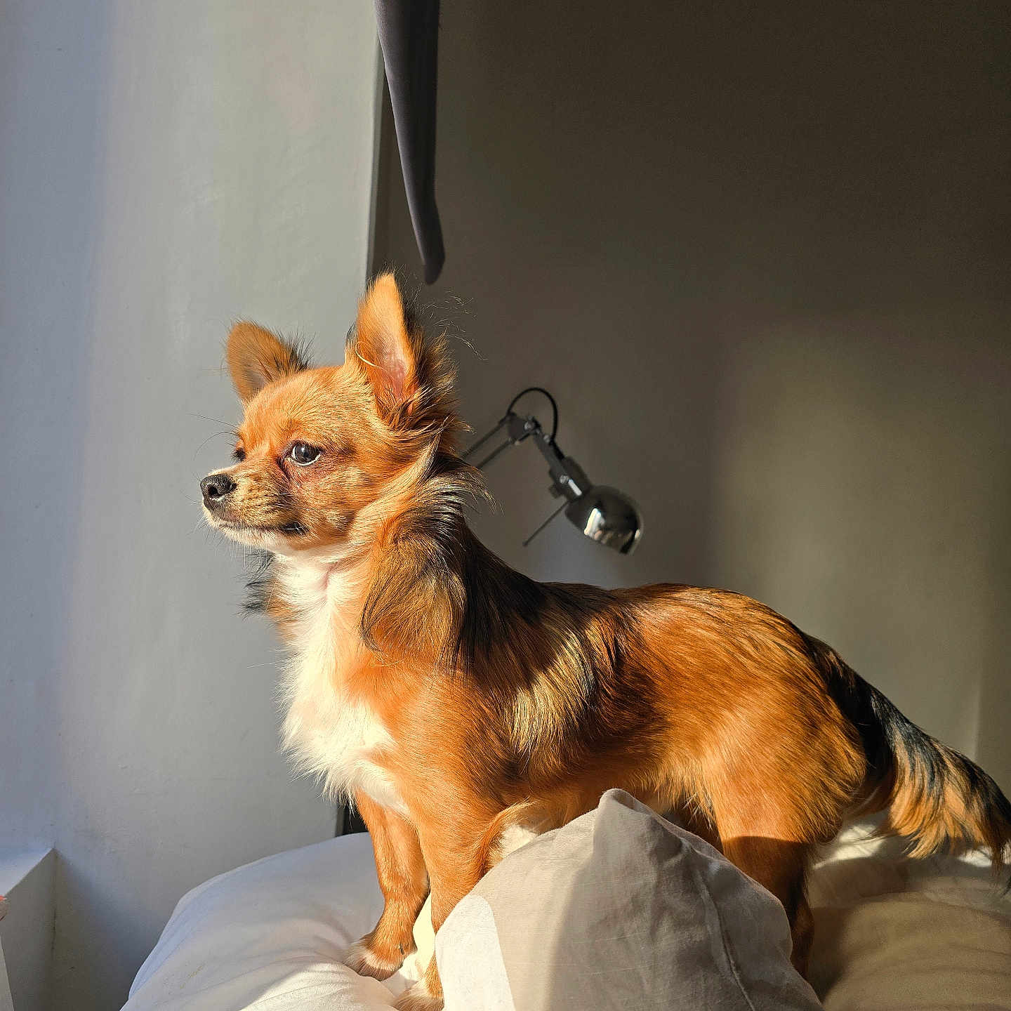 Foxy a rejoint le concours — aidez-le/la à gagner de superbes lots ! dog, small_dog, bed, pillow, sunlight, window, indoor, fur, ears, canine, pet, animal, domestic_animal, lamp, shadow, cozy, thoughtful, golden_fur, standing, minimalistic
