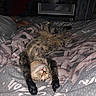 Shiva a rejoint le concours — aidez-le/la à gagner de superbes lots ! animal, bed, blanket, cat, comfort, cozy, cute, feline, fur, indoor, lying_down, paws, pet, relaxed, resting, sleeping, soft, stretched, striped, tabby