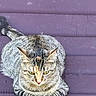 animal, cat, cute, domestic_cat, ears, feline, fur, looking_down, mammal, outdoor, pet, purple_cushion, relaxing, resting, sleepy, soft, striped, tabby_cat, tail, whiskers