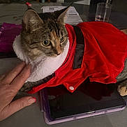 Shiva a rejoint le concours — aidez-le/la à gagner de superbes lots ! animal, cat, claws, costume, cozy, curious, domestic, ears, feline, fur, glass, hand, indoor, papers, pet, red_clothing, tabby, table, tablet, whiskers