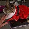 animal, cat, claws, costume, cozy, curious, domestic, ears, feline, fur, glass, hand, indoor, papers, pet, red_clothing, tabby, table, tablet, whiskers