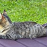 Shiva a rejoint le concours — aidez-le/la à gagner de superbes lots ! animal, calm, cat, cushion, domestic_cat, ears, feline, grass, laying_down, mammal, nature, outdoor, pet, purple, relaxed, resting, side_view, striped, tabby_cat, whiskers