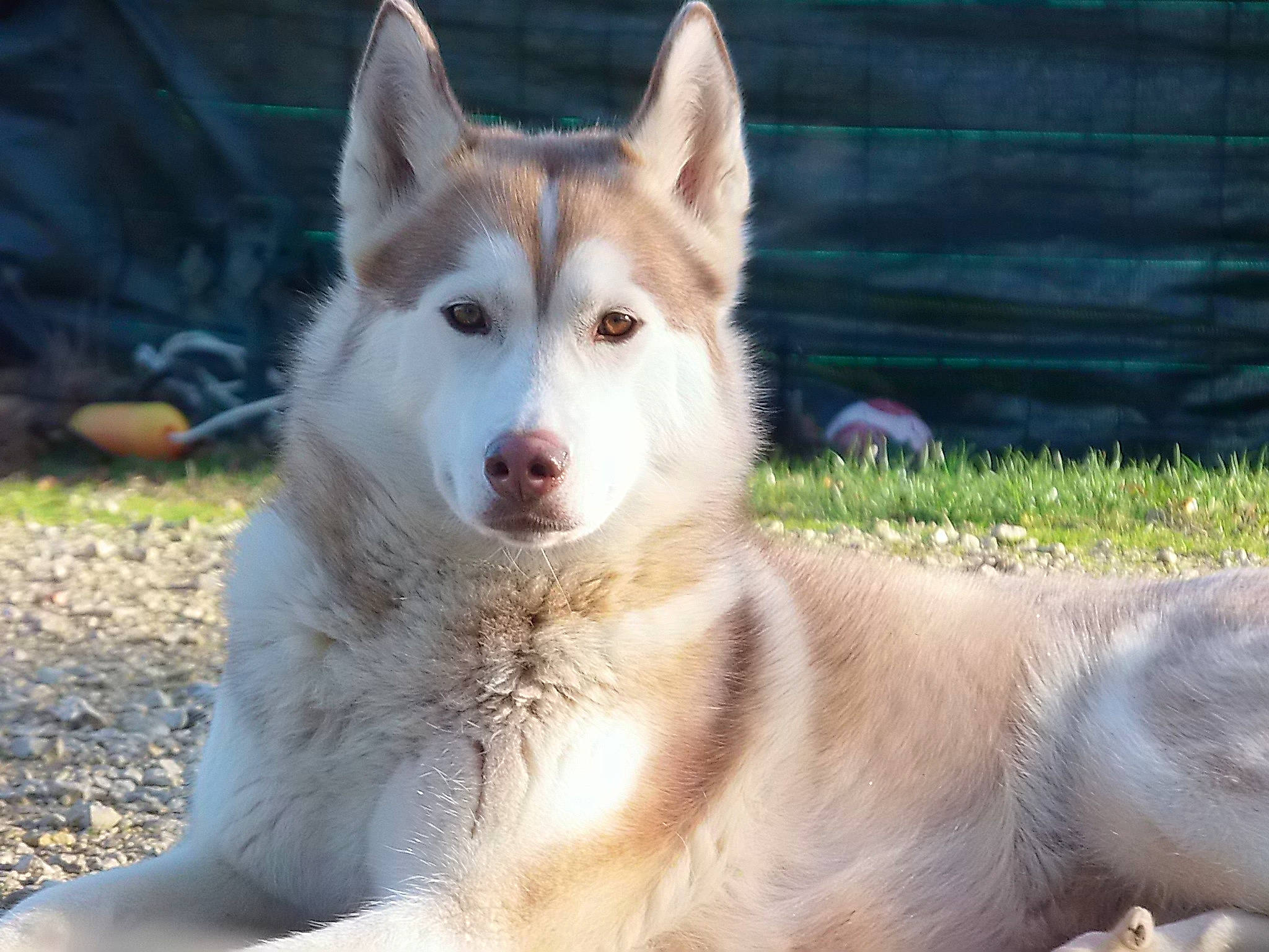 Iona participe au concours pour gagner de l'argent avec cette photo : alaskan_malamute, canaan_dog, canadian_eskimo_dog, canidae, carnivore, dog, dog_breed, east_siberian_laika, greenland_dog, labrador_husky, mammal, native_american_indian_dog, northern_inuit_dog, saarloos_wolfdog, sakhalin_husky, siberian_husky, sled_dog, tamaskan_dog, vertebrate, wolfdog