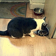 George is registered to the contest to win money with this photo: animal, cat, domestic, eating, feline, floor, food_bowl, gray_cat, home, indoor, kitchen, mat, meal, paw_prints, pet, quiet, side_view, water_bowl, white_cat, wooden_floor