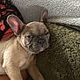 Oscar Cotton is registered to the contest to win money with this photo: animal, blanket, brown, closeup, companion, cozy, cute, dog, ear, french_bulldog, fur, indoor, paw, pet, puppy, relaxed, resting, sleepy, snout, texture