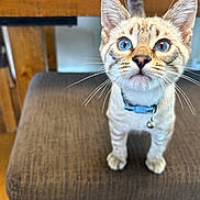 Azul is registered to the contest to win money with this photo: animal, bell, blue_eyes, cat, chair, close_up, collar, curious, cushion, cute, domestic_cat, feline, fur, indoor, kitten, pet, small, whiskers, wooden_table, young_cat
