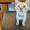animal, bell, blue_eyes, cat, chair, close_up, collar, curious, cushion, cute, domestic_cat, feline, fur, indoor, kitten, pet, small, whiskers, wooden_table, young_cat