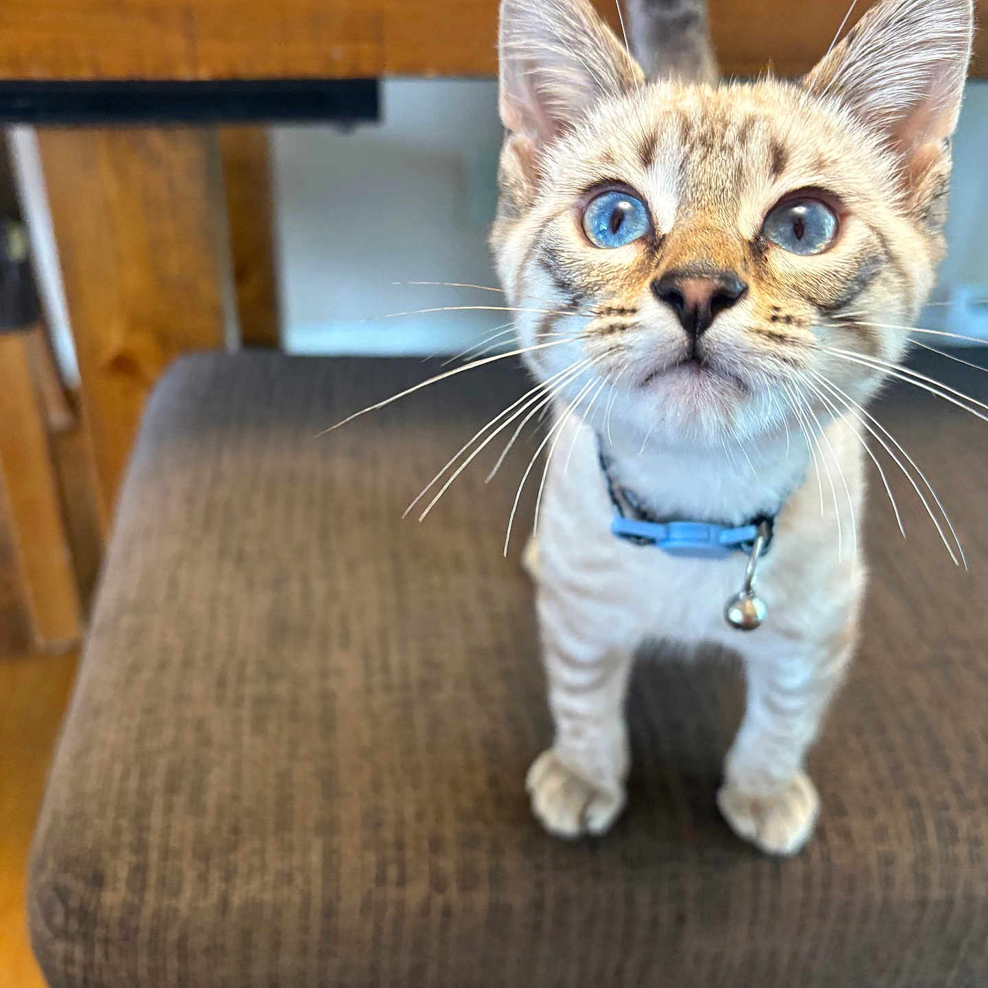 Azul