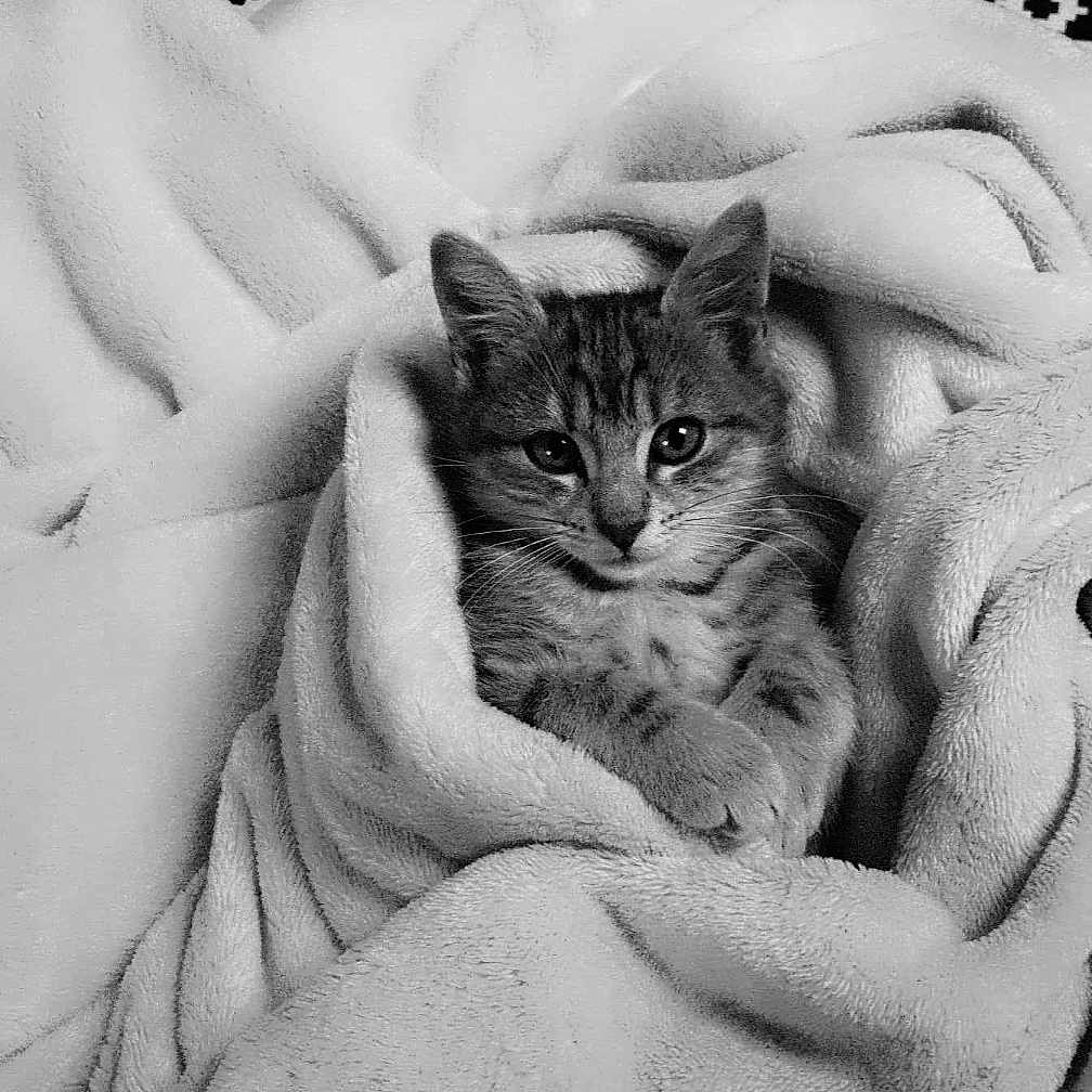 Leeke participe au concours pour gagner de l'argent avec cette photo : animal, bed, black_and_white, blanket, cat, comfort, cozy, cute, cute_pet, fur, indoor, kitten, pet, relaxed, resting, snug, soft, texture, wrapped, young_cat
