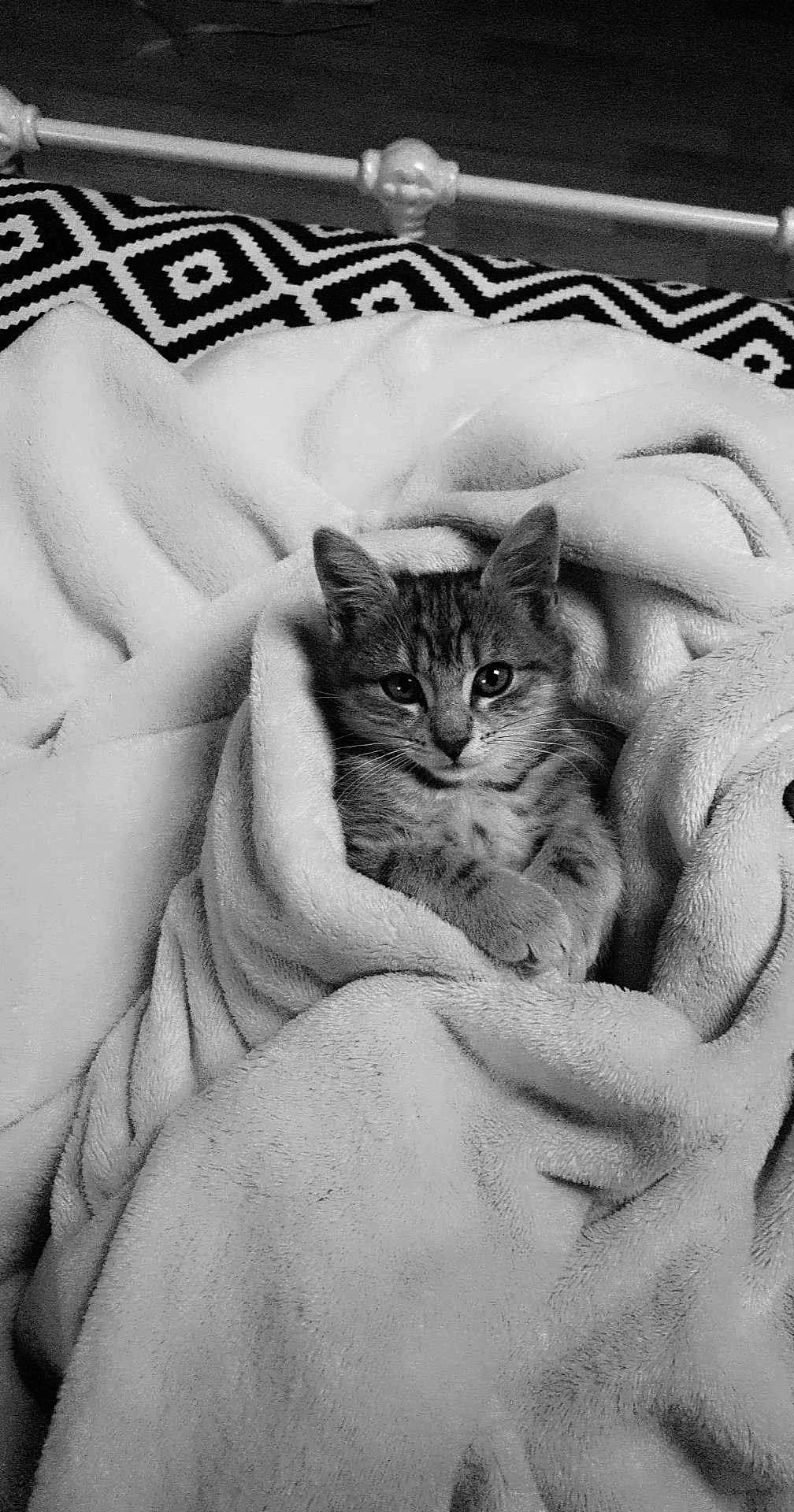 Leeke participe au concours pour gagner de l'argent avec cette photo : kitten, cat, blanket, cozy, cute, pet, fur, animal, resting, indoor, comfort, soft, texture, black_and_white, bed, cute_pet, wrapped, snug, young_cat, relaxed