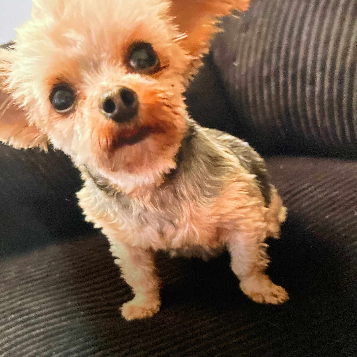 Mia