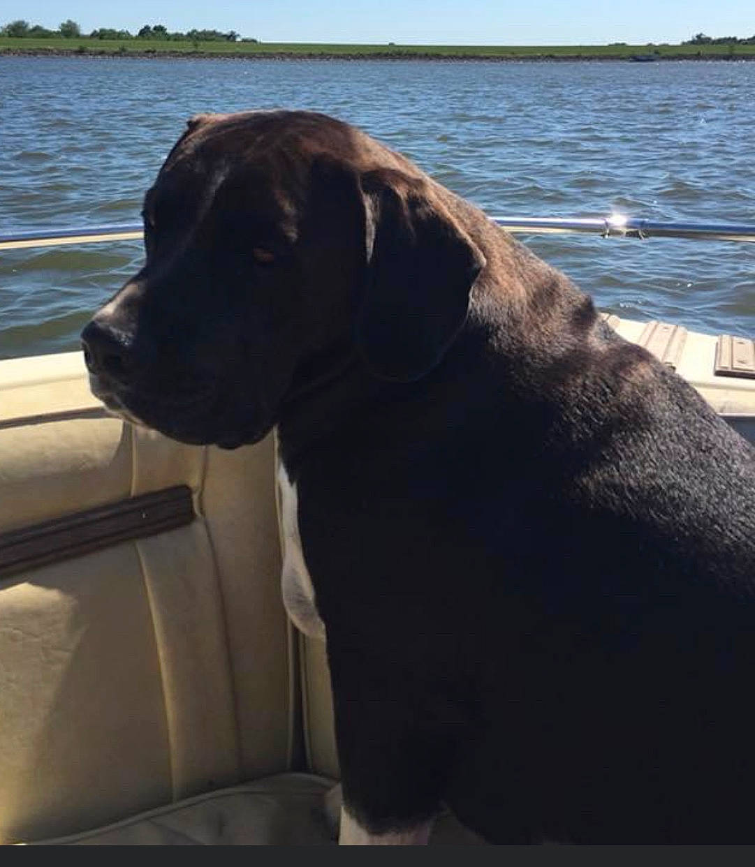 J. D. joined the competition — help win amazing prizes! boat, borador, canidae, carnivore, collar, companion_dog, dog, dog_breed, dog_collar, gun_dog, horizon, lake, ocean, sky, snout, sporting_group, water, windshield, working_animal, working_dog