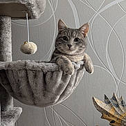 Simba a rejoint le concours — aidez-le/la à gagner de superbes lots ! cat, gray_tabby, cat_tree, plush, hanging_basket, toy, indoor, decor, wall_pattern, furniture, curious, pet, animal, resting, cozy, cute, feline, playful, wooden_sculpture, relaxed