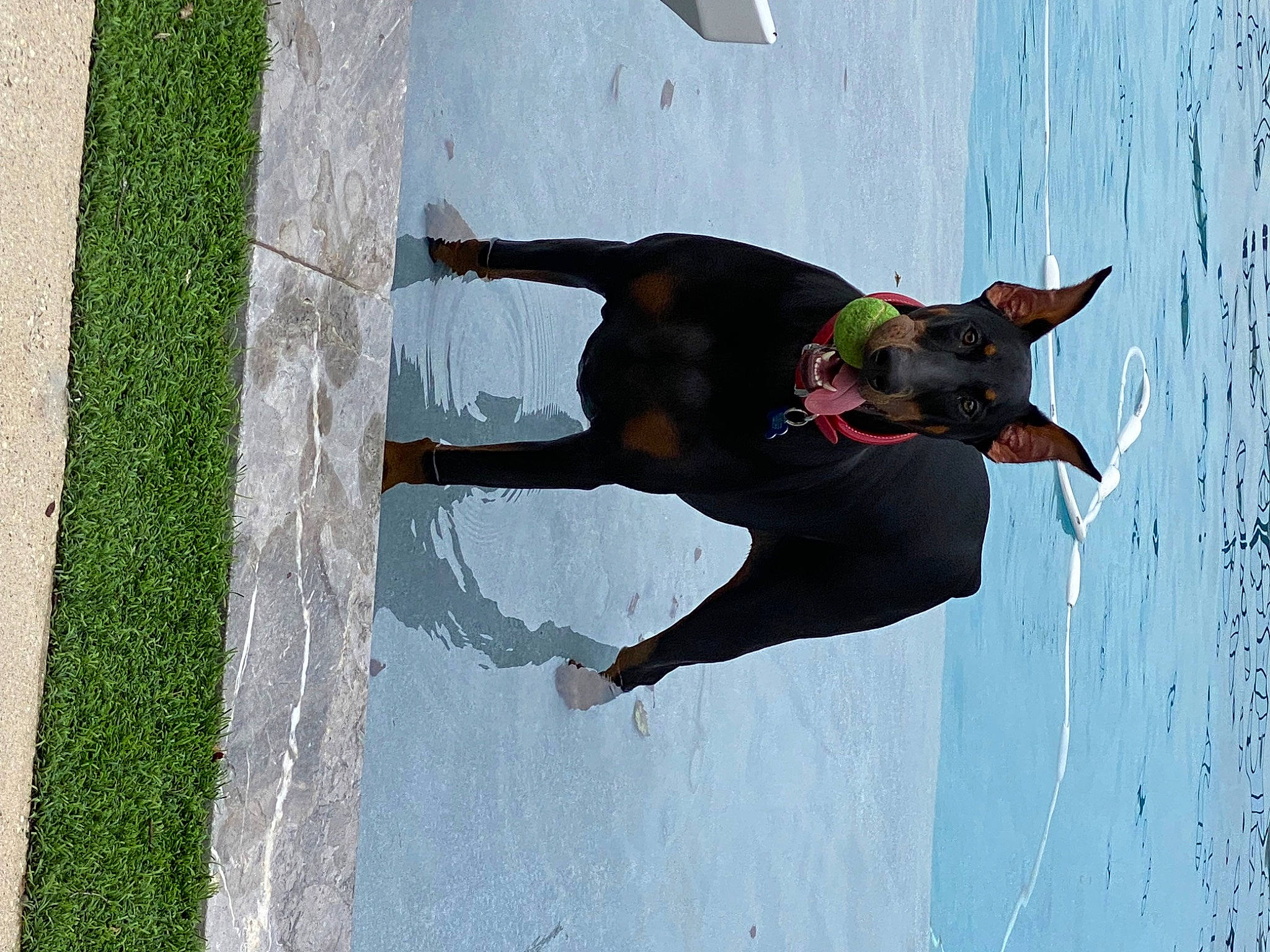 Whiskey joined the competition — help win amazing prizes! canidae, carnivore, collar, companion_dog, dog, dog_breed, dog_collar, dog_sports, dog_supply, fashion_accessory, hat, leash, pet_supply, snout, sporting_group, tail, tar, water, window, working_animal