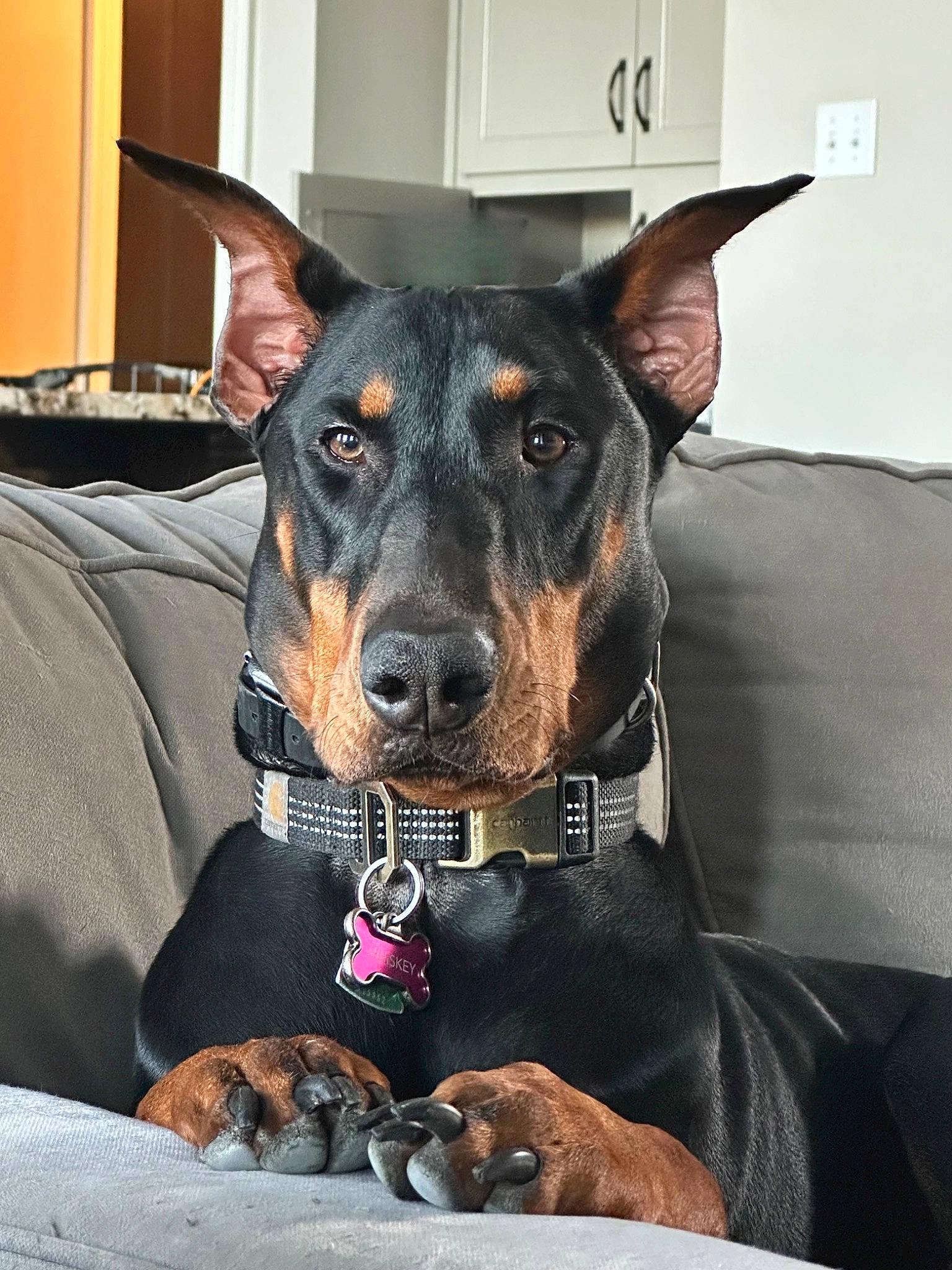 Whiskey is registered to the contest to win money with this photo: canidae, carnivore, collar, comfort, companion_dog, dog, dog_breed, ear, fur, guard_dog, sharing, snout, sporting_group, whiskers, working_animal, working_dog