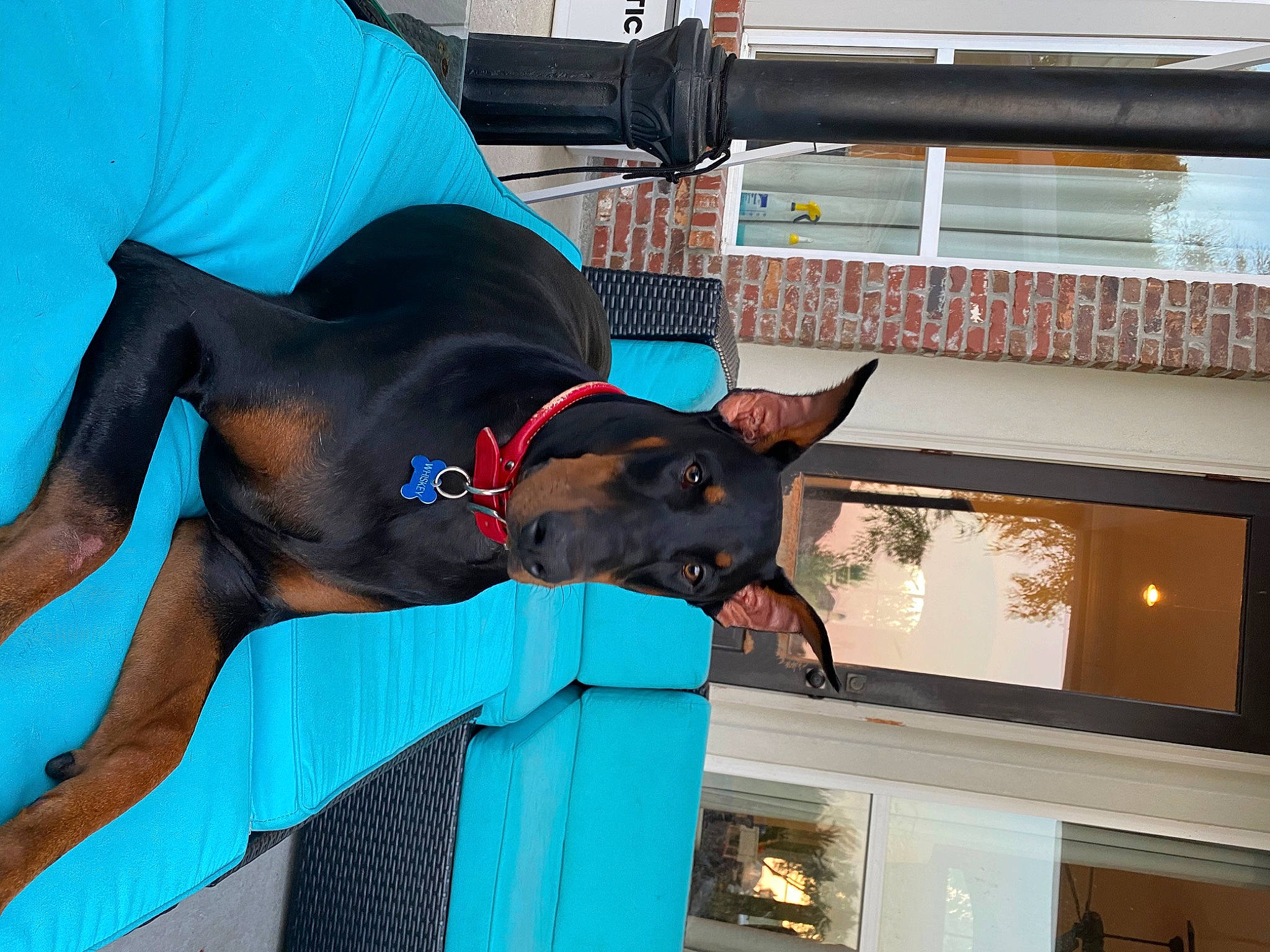 Whiskey is registered to the contest to win money with this photo: building, canidae, carnivore, collar, dobermann, dog, dog_breed, dog_collar, dog_supply, electric_blue, fawn, guard_dog, liver, schutzhund, snout, sporting_group, tail, window, working_animal, working_dog