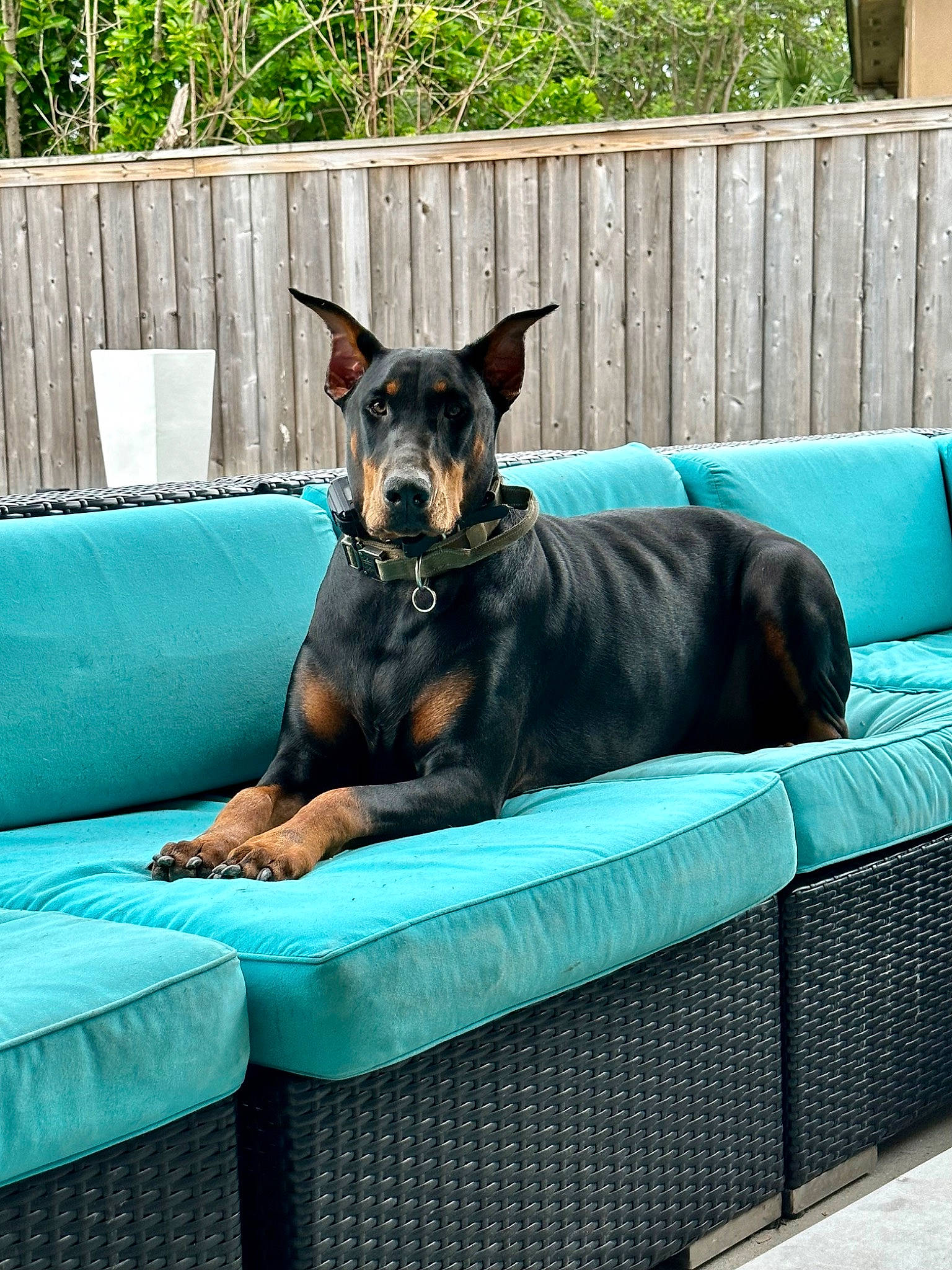 Whiskey is registered to the contest to win money with this photo: blue, canidae, carnivore, collar, comfort, companion_dog, dog, dog_breed, dog_supply, fawn, fence, guard_dog, leisure, outdoor_furniture, pet_supply, plant, sporting_group, toy_dog, working_animal, working_dog