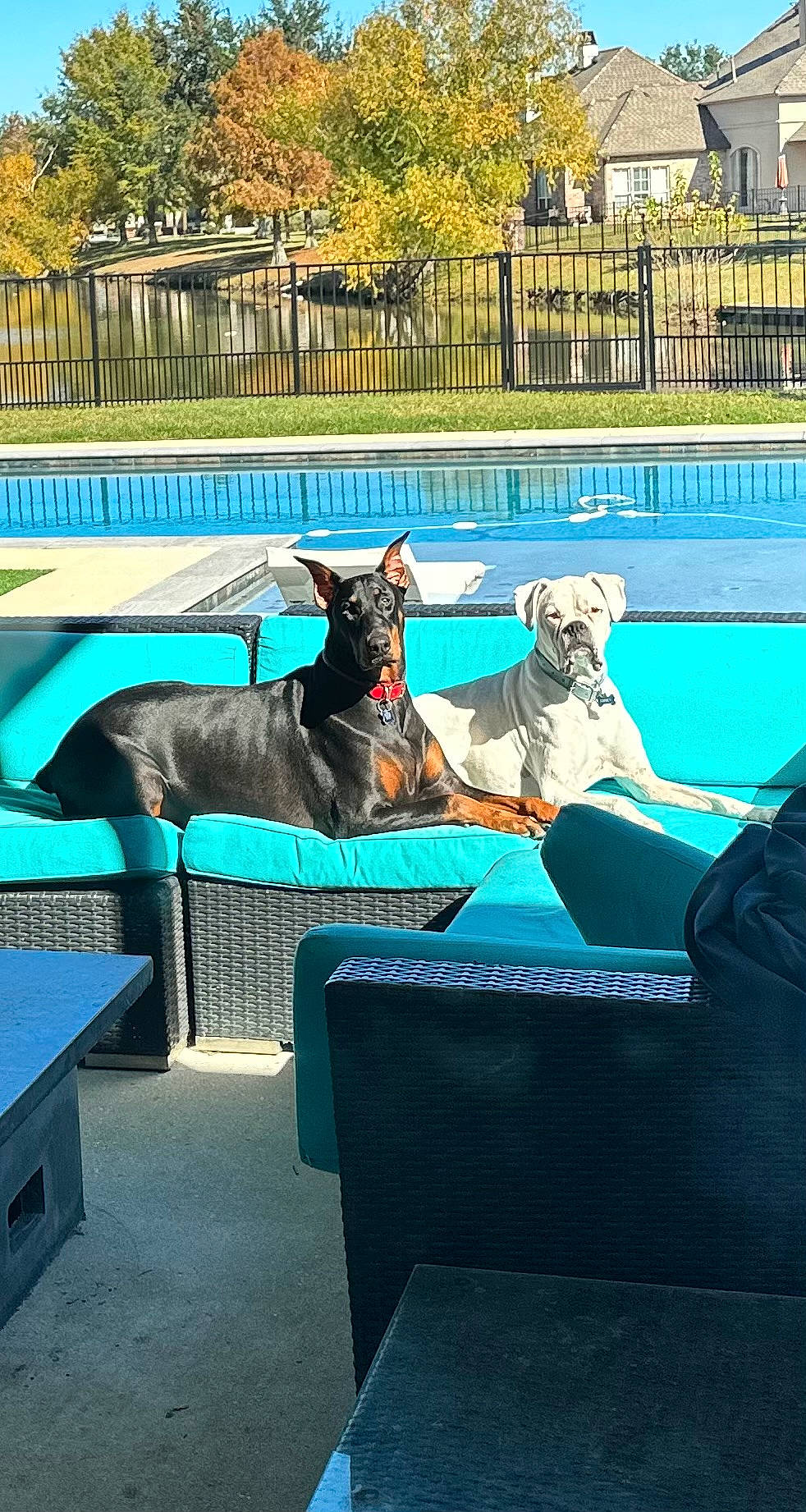 Whiskey is registered to the contest to win money with this photo: carnivore, comfort, companion_dog, dog, dog_breed, dog_supply, fawn, fence, grass, leisure, mammal, outdoor_furniture, pet_supply, plant, recreation, shade, sporting_group, tree, vertebrate, water