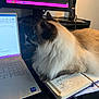 Smudge is registered to the contest to win money with this photo: cat, fluffy_cat, laptop, planner, desk, workstation, computer_screen, indoor, pet, feline, keyboard, writing, office, technology, table, cord, monitor, notebook, home_office, side_view
