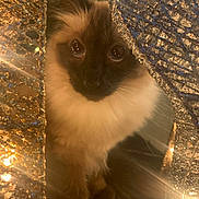 Smudge joined the competition — help win amazing prizes! cat, siamese_cat, animal, pet, fur, whiskers, eyes, curious, indoor, lighting, sparkle, texture, closeup, cozy, warm_light, decor, soft, cute, face, mystery