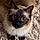 Smudge