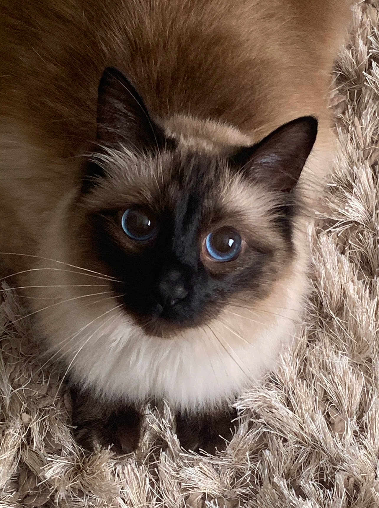 Smudge joined the competition — help win amazing prizes! cat, siamese_cat, blue_eyes, fluffy, fur, pet, animal, indoor, carpet, close_up, whiskers, ears, paws, looking_up, cute, domestic_cat, feline, soft_texture, resting, adorable